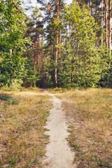 leśna ścieżka  © Marcin Łazarczyk