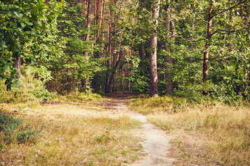 leśna ścieżka  © Marcin Łazarczyk