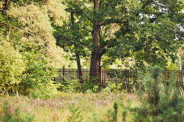 dąb © Marcin Łazarczyk