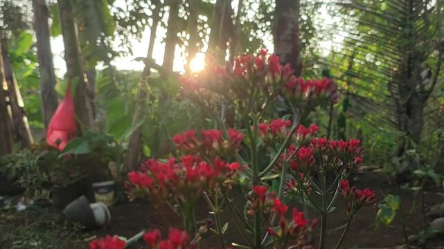 Pentas Sunstar Red (Egyptian Star Flower) blown by the wind at dusk