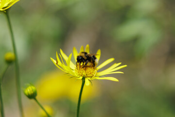vista macro molto da vicino di un bombo su un grande fiore tipo margherita, dai petali di colore giallo, di giorno, in estate, con sfondo sfuocato