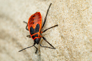 Firebug - Pyrrhocoris apterus, common red and black bug from European meadows, gardens and woodlands, Zlin, Czech Republic.