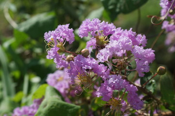 鮮やかなサルスベリ