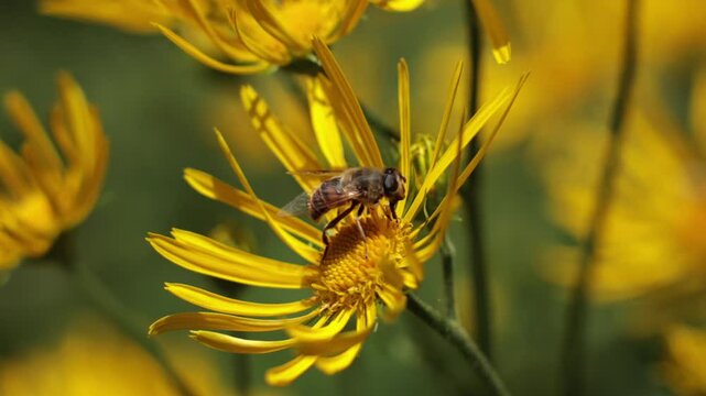 filmato in tempo reale con inquadratura macro di una mosca che cerca e prende il polline da un grande fiore giallo, di giorno, in estate