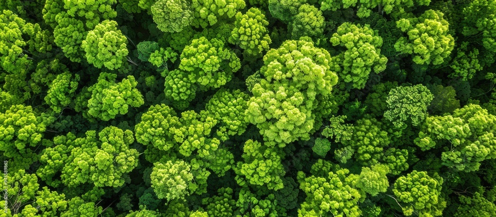 Fototapete aerial view of trees with vibrant green leaves against a lush green backdrop with room for text or g