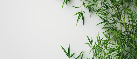 Fototapeta premium Aesthetic white backdrop adorned with bamboo like green grass creating a harmonious natural setting for a copy space image