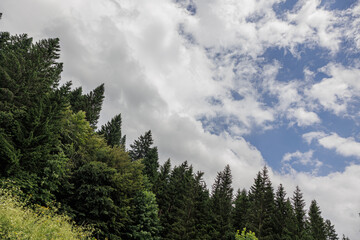 dettagli delle cime verdi di alberi alti di un fitto bosco di montagna, di giorno, in estate, sotto...