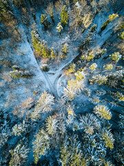 Drohnenaufnahme von einem Wald