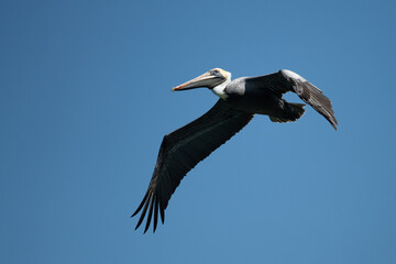 Fototapeta premium Graceful Brown Pelican In Flight at the Beach