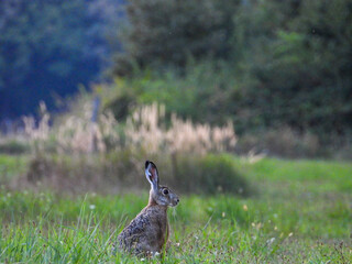rabbit in the grass