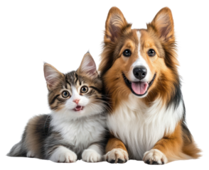 PNG Adorable kitten and dog duo