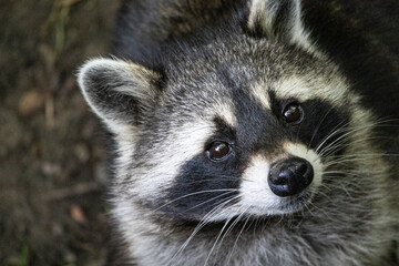 Raccoon