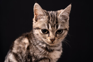 Fototapeta premium A cute little cat in the background