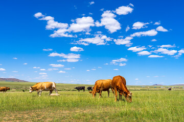 Cattle and yurts on the grassland