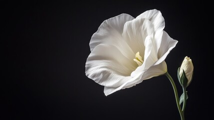 White Flower on Black Background