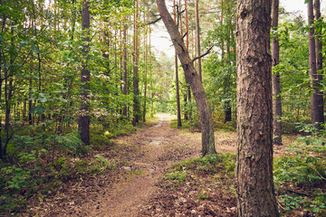 leśna ścieżka  © Marcin Łazarczyk