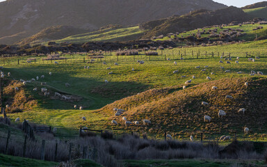 Obraz premium Flock of sheep on a grass field.