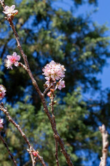 Flor de cerejeira. Sakura