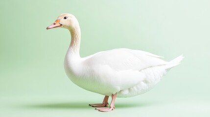 Obraz premium A white duck stands on a green background