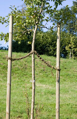 Junger Baum angebunden