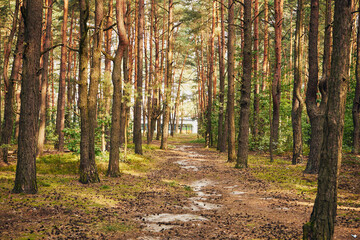 leśna ścieżka  © Marcin Łazarczyk
