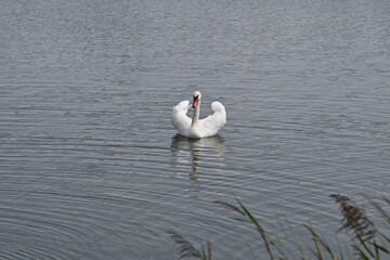swan on the lake