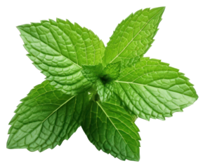 PNG  Fresh green mint leaves closeup
