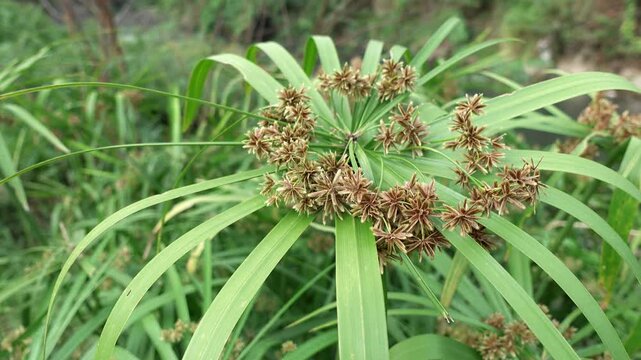 Cyperus alternifolius. the plant is native to West Africa, Madagascar and the Arabian Peninsula, but widely distributed throughout the world.