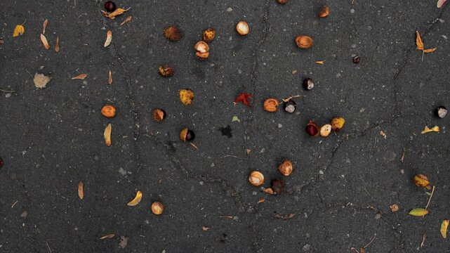 Overripe horse chestnut shell hits ground, cocoon splits into pieces and nut spills out. Park alley in October, cloudy weather. Slow motion x8. End of September early October. Down High-angle shot