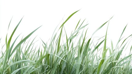 Obraz premium A field of tall grass with a white background