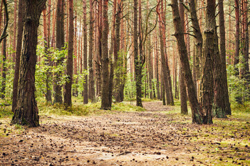leśna droga  © Marcin Łazarczyk