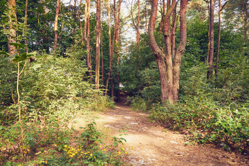 leśna ścieżka  © Marcin Łazarczyk