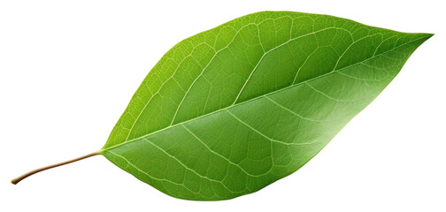 Obraz premium PNG Leaf plant white background invertebrate.