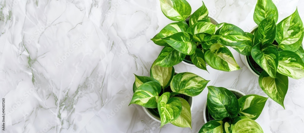 Poster three golden pothos plants also known as devil s ivy displayed in a pot on a white ceramic tile floo