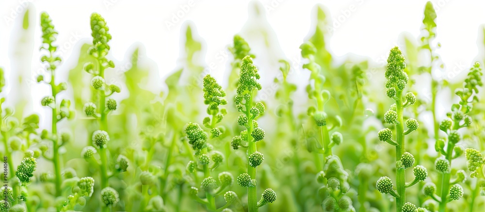 Poster close up view of vibrant green quinoa sprigs with seeds on a white backdrop showcasing a garden plan