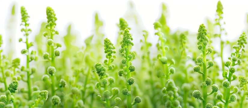 Close up view of vibrant green quinoa sprigs with seeds on a white backdrop showcasing a garden plant in a copy space image