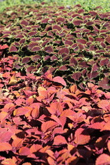 Red coleus plants growing in the garden.