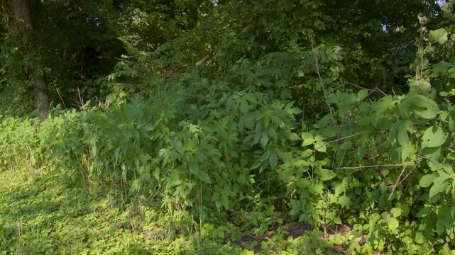 Brian Brown Greenway, plants growing next to path
