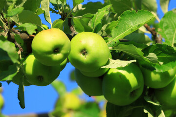 Fresh green apples on tree in morning light. Organic cultivation.