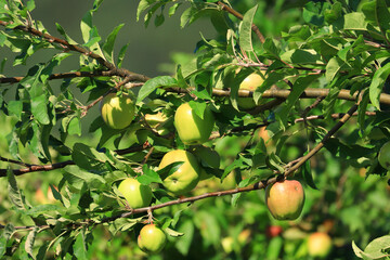 Fresh green apples on tree in morning light. Organic cultivation.