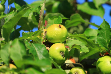 Fototapeta premium Fresh green apples on tree in morning light. Organic cultivation.