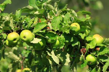 Fresh green apples on tree in morning light. Organic cultivation.