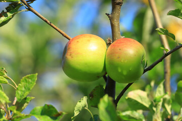 Fresh green apples on tree in morning light. Organic cultivation.