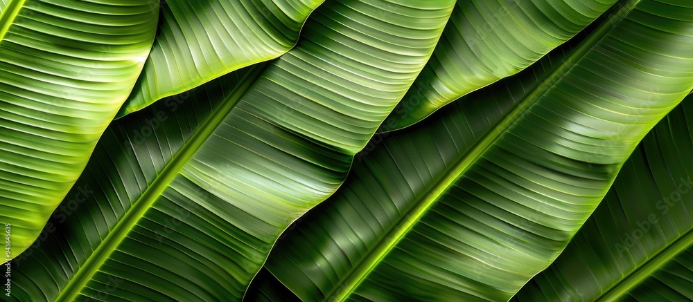 Poster texture of a fresh green banana leaf with copy space image