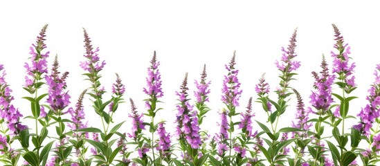 Purple loosestrife flowers belonging to the Lythrum salicaria species in the Lythraceae family are positioned horizontally in the image with copy space