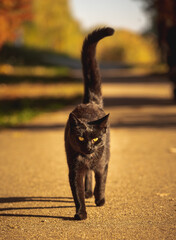 Photo from a black cat walking in the golden hour sunset 