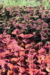 Red coleus plants growing in the garden.