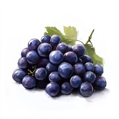 Fototapeta premium Vibrant In-Season Grapes Bundle - Digital Painting with Soft Focus on White Background