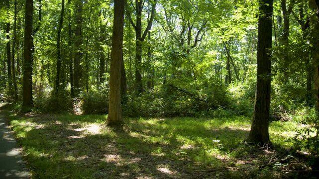Road Through Forest Of Parkers Cross Roads Civil War Battlefield 