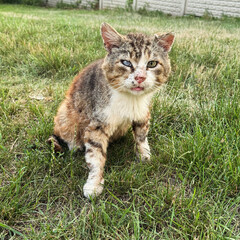 cat on grass